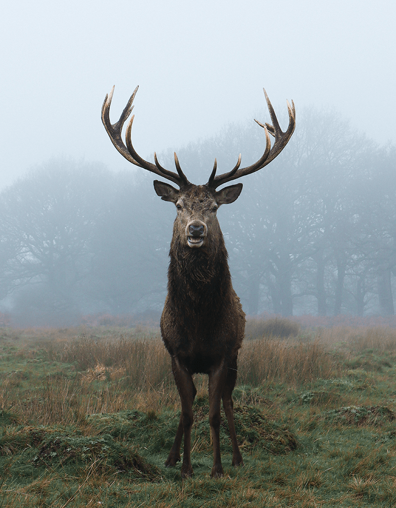 Big buck in the mountains