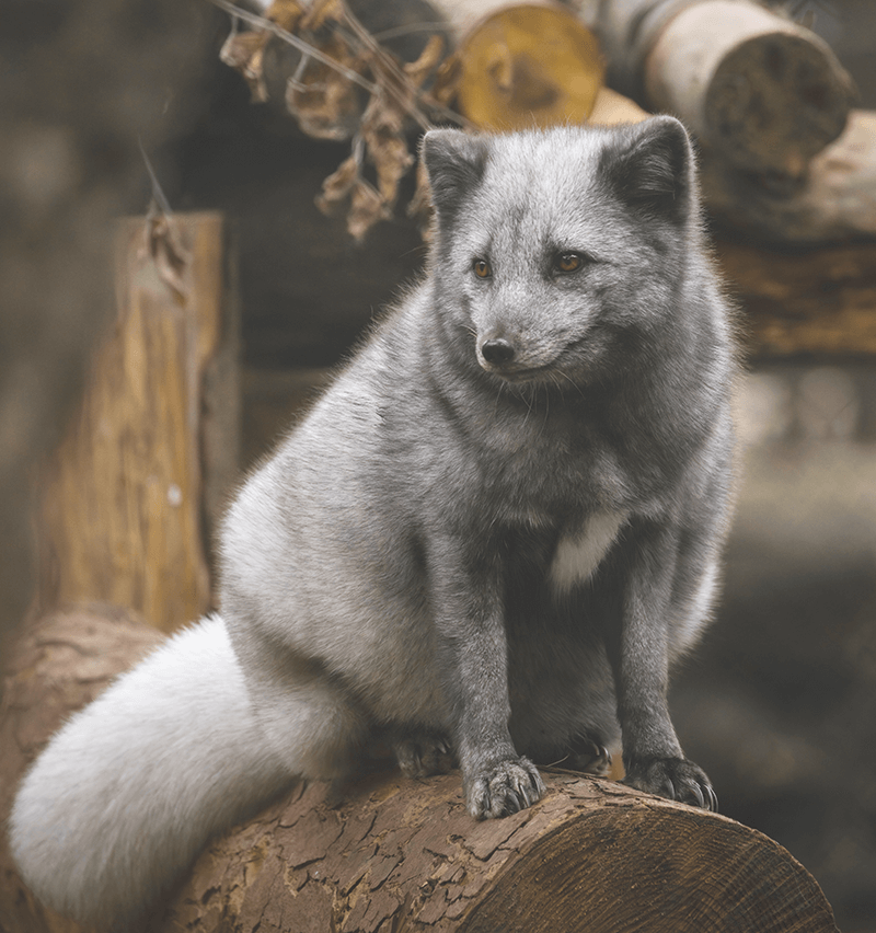 Small animal on a rooftop